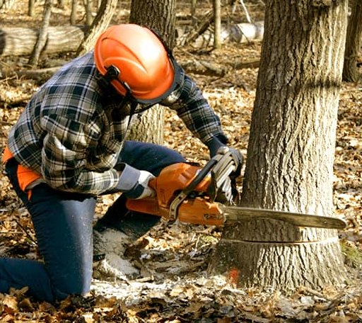 Tree Removal in Fieldale, VA